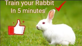 How to train a Bunny tamil | train  Bunny | in tamil |New pet | Game on screenshot 5