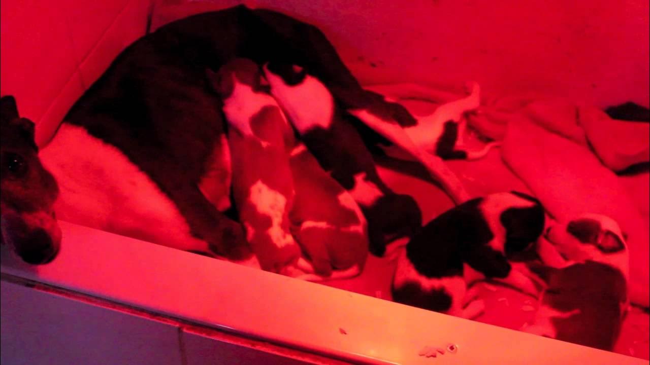 How Long Do Puppies Need A Heat Lamp