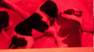 puppy update and heat lamp tip by moucher outdoors 44,533 views 10 years ago 3 minutes, 19 seconds