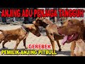 ANJING ADU SANG PENJAGA TANGGUH - AMERICAN PIT BULL TERRIER - SALAH SATU ANJING TERKUAT DI DUNIA