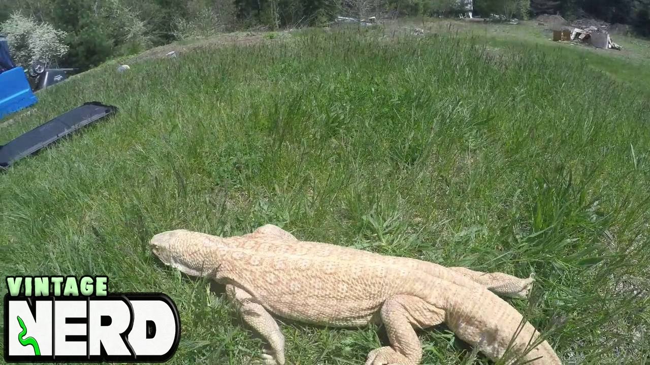 B Roll Albino Savannah Monitor