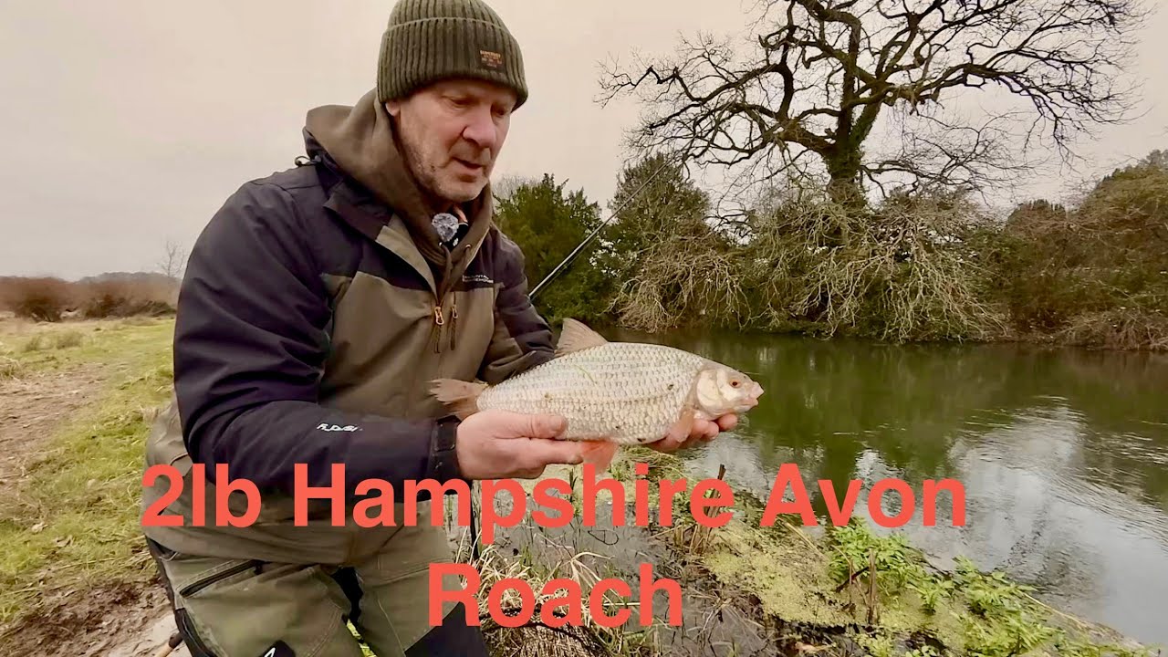 2 фунта (около 900 г) плотвы породы Хэмпшир Эйвон