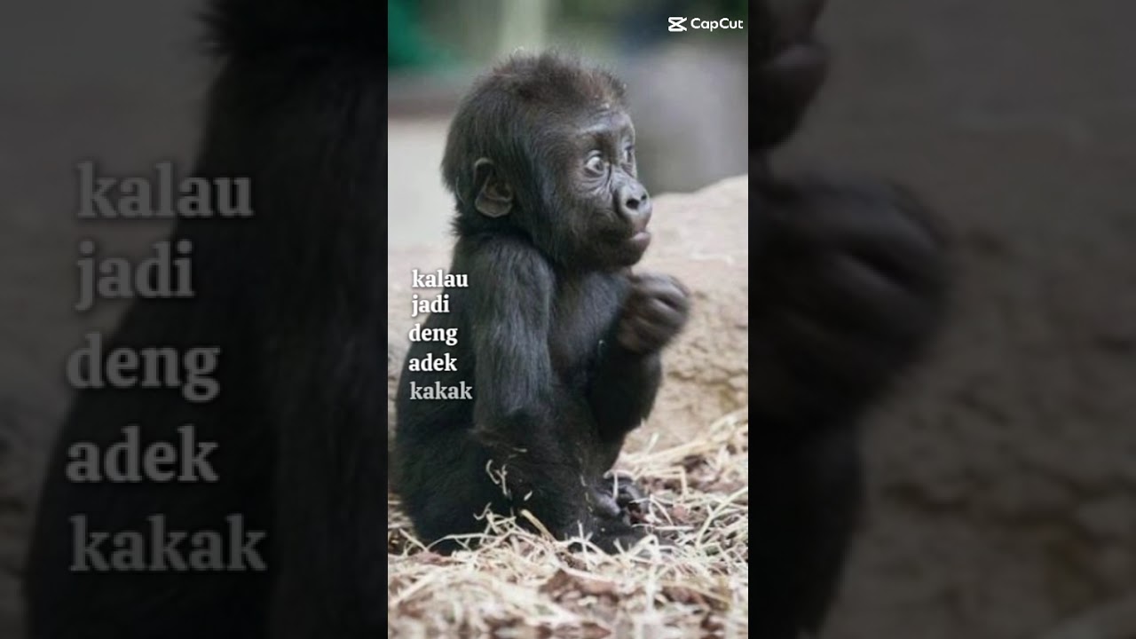 comel kali awak ni🤣🤣🤣