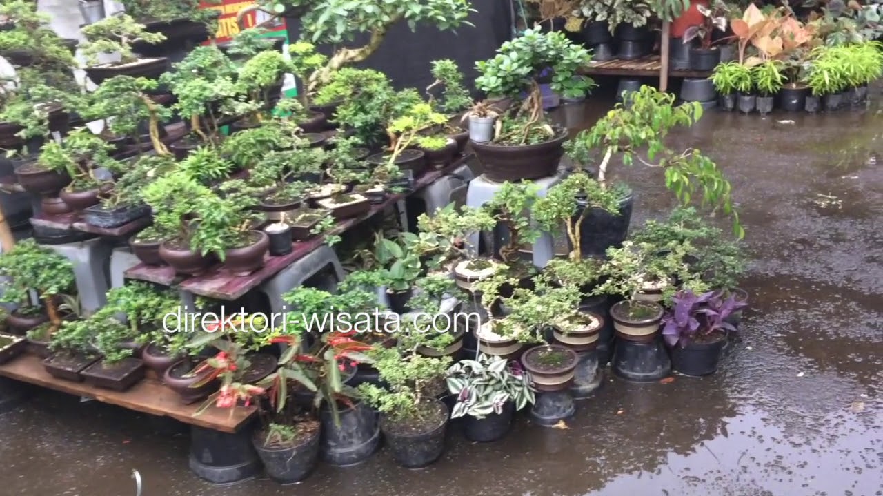 Intip Pameran Flora Fauna Di Cibubur Junction Jakarta Timur YouTube