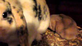 MVI_4463.AVI