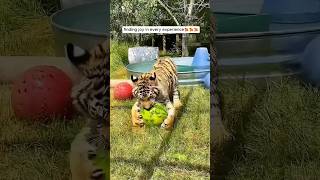 A tiger cub was rescued and raised by love #shorts