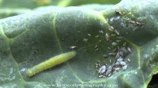 Aphids and a green caterpillar, on a leaf in autumn ... timelapsed
