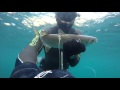 Подводная охота на лобана, декабрь 2015. Spearfishing in Black Sea