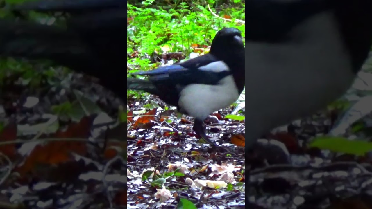 Mr n Mrs Magpie Load Up On Chicken / Cemetery Wildlife 4K