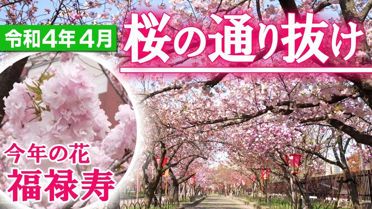 桜の通り抜け　2007年から2022年【16セット】