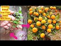 New idea how to grow orange plant from seeds grow orangesgrowing oranges in potgardenoranges