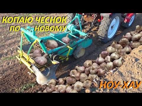 Копаю ЧЕСНОК СУПЕР копалкой !!!