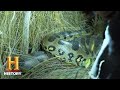 Swamp People: Serpent Invasion: GIANT ANACONDA HUNT IN EVERGLADES (Season 1) | History