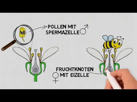 Video: Was kann bei zweihäusigen Pflanzen verhindert werden?