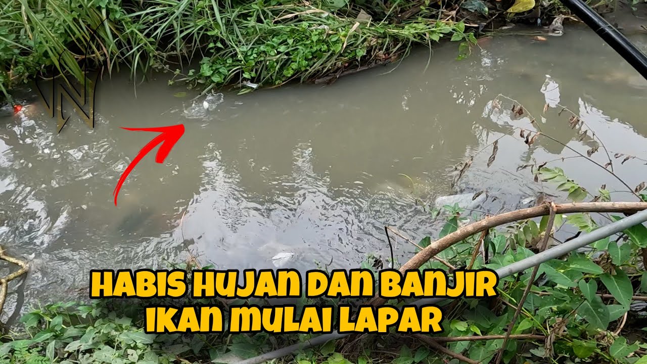 ‼️HABIS HUJAN‼️ PALING PAS MANCING LIARAN SAAT HABIS HUJAN | PADA RAKUS SEMUA