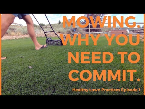 Mowing The Lawn, The Importance, The Frequency, The Height, The Commitment
