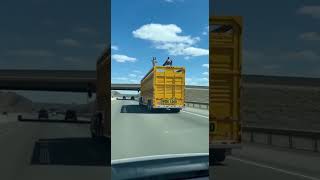 🦒 Giraffe Didn’t See the Bridge Coming… 😢 #babyanimal