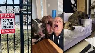 You picked the best dog but they got a lot of funny