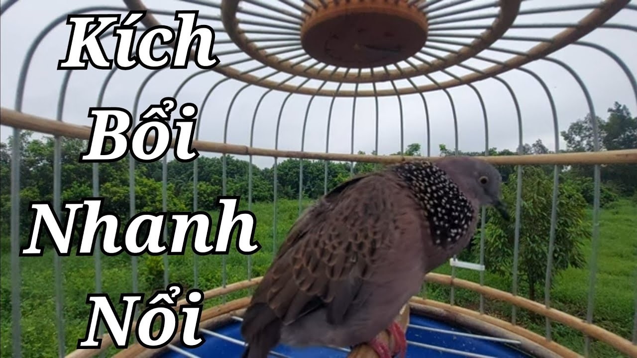 Cu gáy kích bổi - Tiếng cu gáy kích bổi - cu gáy mồi gáy gọi thúc bổi nhanh nổi _42