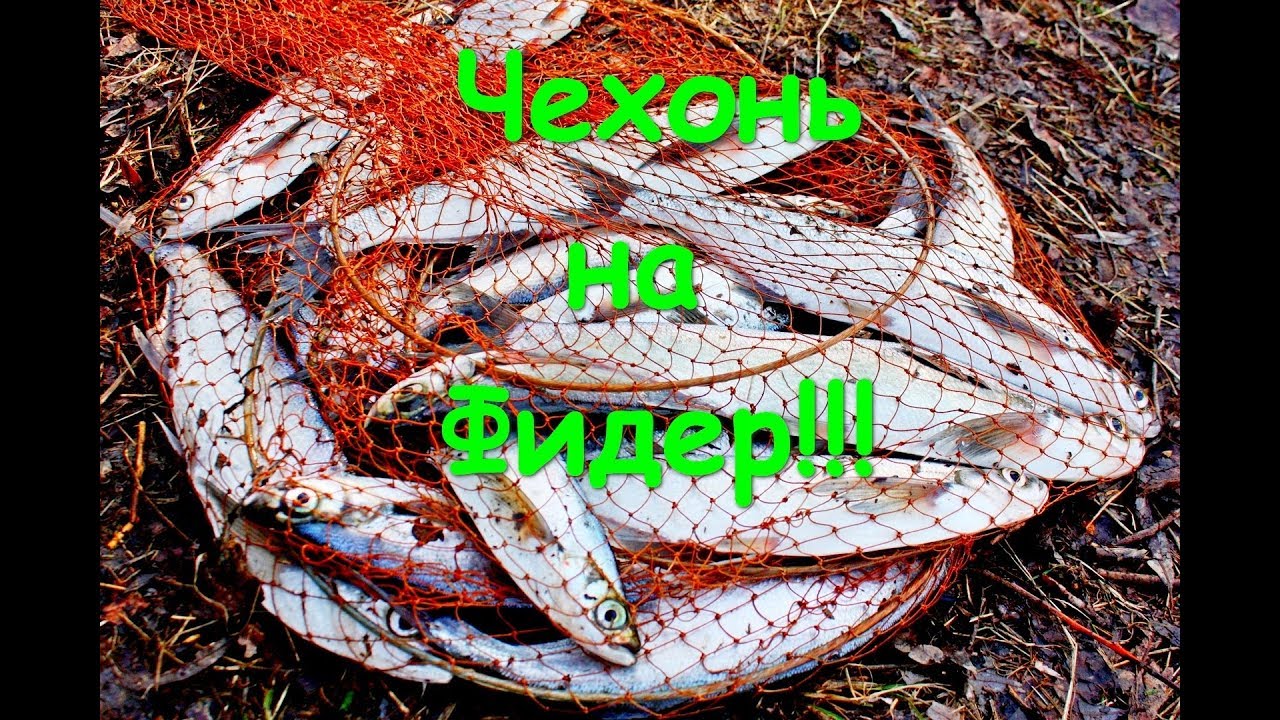 Ловля чехони на оке