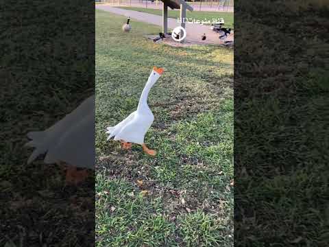 الوز الابيض