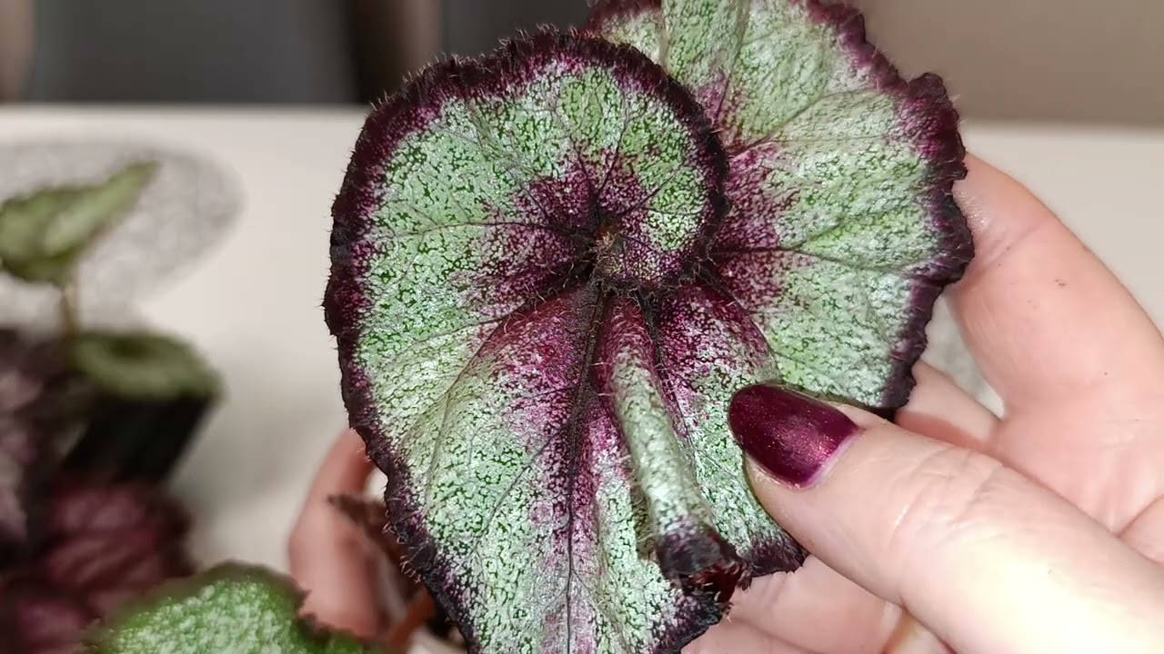 Малышки реанимашки пошли в рост!