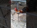 Pollo Hijo del Piraña en la española