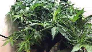The morning update from the veg room