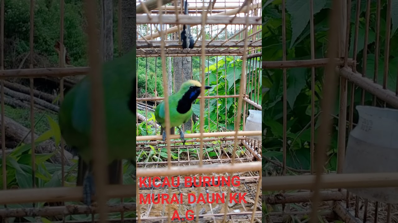 KICAU BURUNG KK 