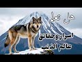 حقائق مذهلة عن الذئاب أسرار الذئب والجان وصفاته الإنسانية التي ستدهشك اقتباسات مشهوره 