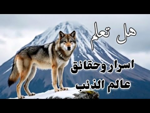 حقائق مذهلة عن الذئاب أسرار الذئب والجان وصفاته الإنسانية التي ستدهشك اقتباسات مشهوره 