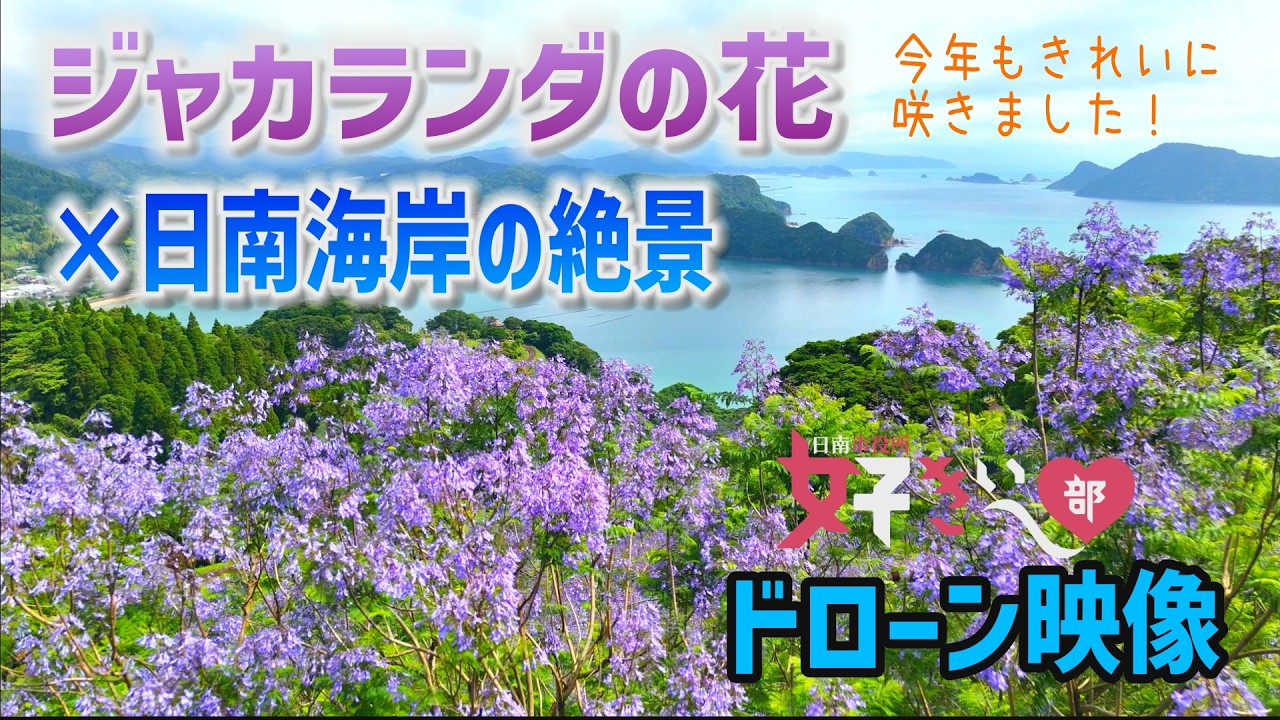 ジャカランダの花が好きぃ～❤2026 - YouTube