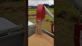 YANMAR YH448A Combine Harvester 4 Rows 48PS #shorts #agrimachinery