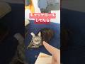キャッチボールしてたら #shorts #cat #今日の夏目くん