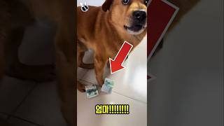 용돈도 받고...샤오팡 좋겠다!