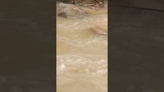 cara mancing wader di air keruh #mancing #mancingwader #mancingmania