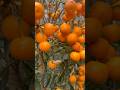 😍😍 Vitamin C Plant !!!! 🍊🍊🍊#orange #mandarin #vitaminc #freshoranges #china #travel #shorts