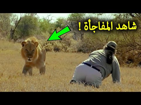 هذا الرجل قرر ان يتحدي الأسد ليهجم عليه الاسد بسرعة كبيرة لحظات تم تصويرها لم يصدقها احد