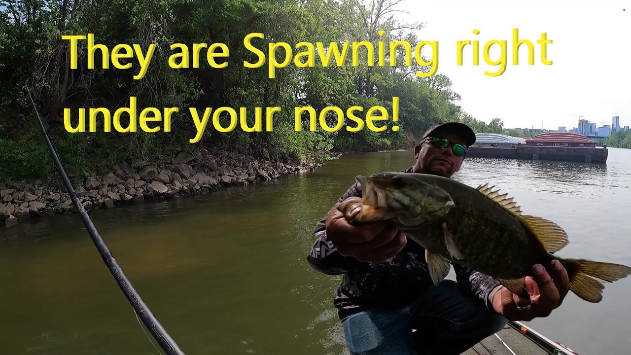 Cumberland River Nashville Spawning Bass Fishing Trifecta Right on the River part 2/Look for this!