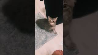 Crazy Kitty 😂🤣❤️ #crazykitty #cutestkitty #kittycat #kittyvideo #lovelycat #catmom #catlife #kitty by Cutest Kitty 4 views 1 year ago 1 minute, 9 seconds