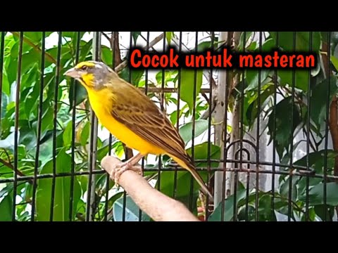 MASTERAN ISTIMEWA BURUNG MOZAMBIK GACOR NGEROL PEDAS SUARA TEMBUS