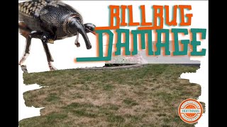 Billbug Damage Alert In Delaware Ohio 43015