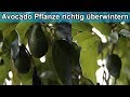 Avocado Pflanze richtig überwintern &amp; was man vermeiden sollte / Avocadobaum im Winter