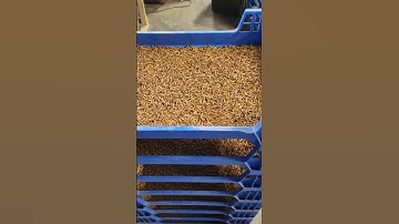 A good harvest in the mealworm farm.