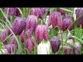 Fritillaria flowers (HD1080p)