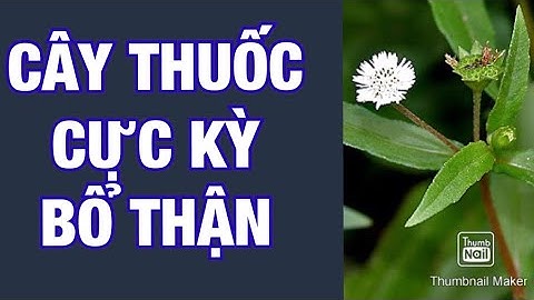 Cỏ mực cây thuốc cực kì bổ thận