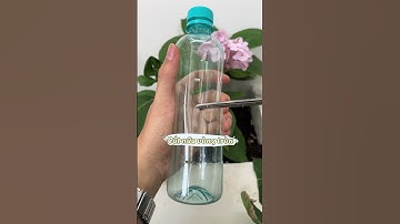 Giâm cành Cẩm Tú Cầu không khó tí nào!