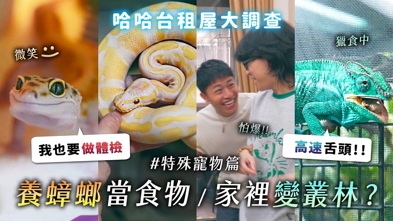 開箱特殊寵物租屋處！微笑守宮超可愛！養蟑螂當食物？鼠婦是什麼？變色龍的高速舌頭！家裡變叢林！《哈哈台租屋大調查》EP18【哈哈台】