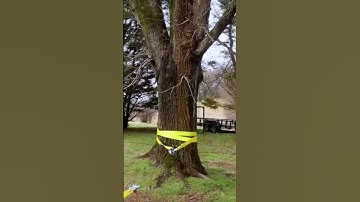 How I used a winch and two snatch blocks to remove five stumps of 20+ year old cedar trees