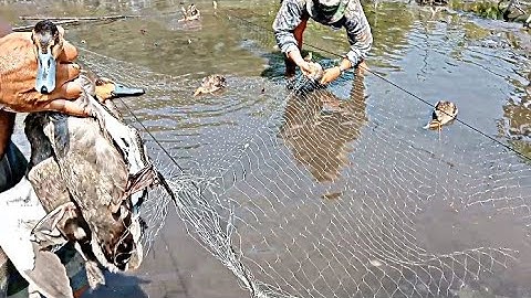 WILD DUCK TRAP! 100% WALANG KAWALA SA LAMBAT | X4 RAF HUNTER EP54 | #hunting #hunter #fyp